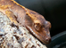 Crested gecko babies ( Rescue )