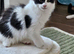 Gorgeous GCCF Registered Maine Coon Boys