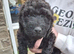Beautiful Labradoodle Puppies Available