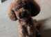 Baby ant the toy poodle stud