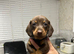 Miniture dachshund