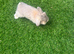 Mini lop baby rabbit !!