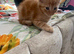 Tabby and ginger Kittens