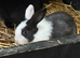 *** BABY BUNNIES** LOP CROSSES