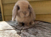 Mini lop harlequin doe