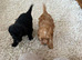 Toy poodle pups for sale