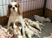 Cavalier puppies - KC reg parents