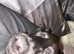 Milo is looking for a new home!