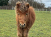Imphs registered colt