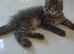 3-Month-Old Maine Coon Kitten for Sale