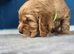 Cocker spaniel puppies