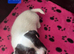Jack Russel puppies