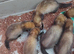 Micro ferret s