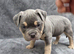 7 pocketbully puppies