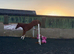 Talented Irish filly