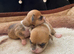 Chihuahua puppies