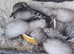 Ferrets kits ready to go