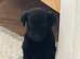 Beautiful patterdale terriers
