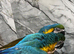 HandReared Friendly Baby Super Tame Cuddly Blue & Gold Macaw Parrot,11