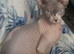 Sphynx