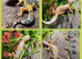 Cb26 baby leopard geckos WOW AMAZING