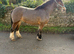 14.1 Bay rising 5 yr old solid cob mare