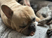 French Bulldog – Loving 4-Year-Old Male Looking for a Forever Home