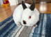 Netherland dwarfs