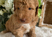 Health tested Australian Labradoodles