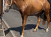 Irish draft cross gelding 2 yr