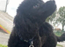 Black pure breed toy poodle