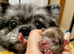 Beautiful pomeranian puppies