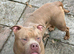 1 year old 3/4 boerboel 1/4 cane corso