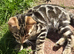 TICA Registered Bengal Kittens – Ready for Loving Homes