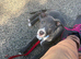 Bull cross lurcher 13 weeks old