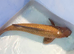 Chagoi Japanese koi