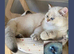 GCCF British Shorthair Male - Chocolate Golden Point