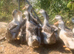 Silver Appleyard Ducks