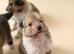 Sable tri puppies
