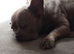 Frenchie cross pug