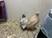 Japanese/ coturnix quail eggs