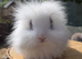 Fluffy bunnies reduced to find new homes  ( teddywidders )