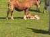 Section a mare with colt foal at foot