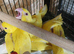 Stunning hand-reared Lutino Ringnecks