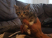 Pretty cross kittens
