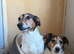 Jack Russell Sisters - Need a loving home
