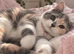 TICA Registered Rare Blue & Cream Tortie/White British Shorthair Girl