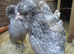 In Lay Araucana pullets, Blue/Splash, Blue/green eggs.