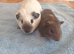 Gorgeous boys for sale
