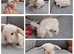 Pure mini lop babies